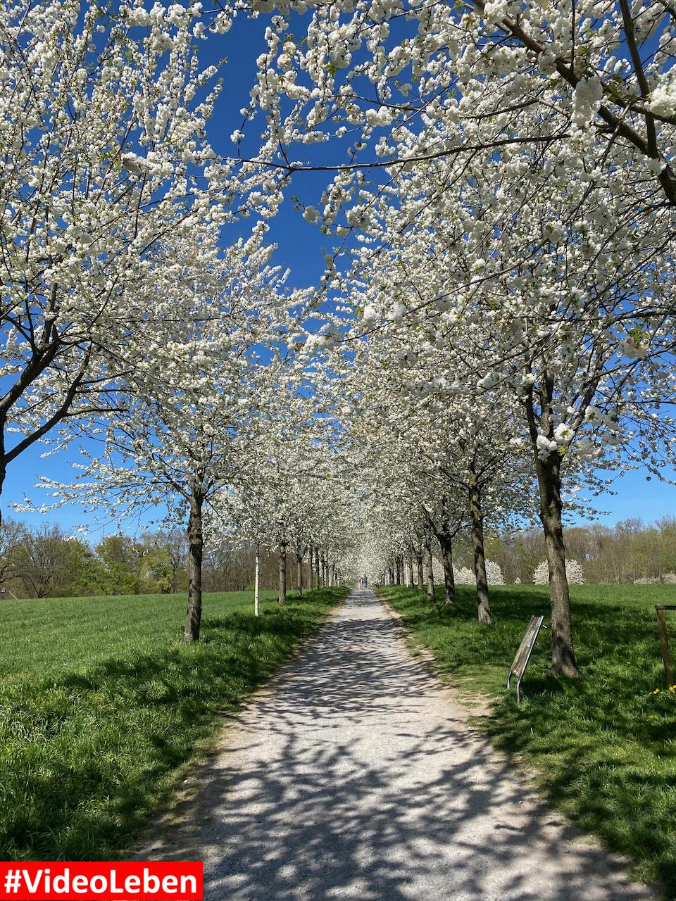 Blütenpracht in Mülheim an der Ruhr oberhalb des Witthausbusch - Videoleben