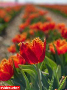 Nahaufnahme roter Tulpen im Blütenmeer am Paulushof bei Grevenbroich - Videoleben