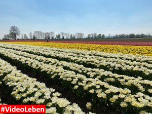 Queeraufnahme Blütenmeer am Paulushof bei Grevenbroich - Videoleben