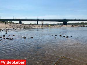 im Rhein - Sandstrand am Rhein bei Düsseldorf Hamm - Videoleben