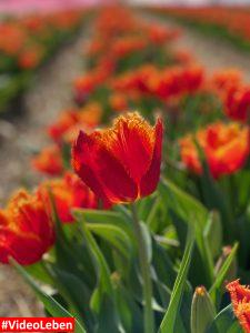 rote Tulpen im Blütenmeer am Paulushof bei Grevenbroich - Videoleben