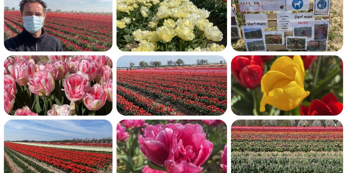 Tulpenfeld Grevenbroich 2021 - Ausflugstipps trotz Corona Lockdown und Notbremse mit Maskenpflicht #VideoLeben