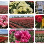 Tulpenfeld Grevenbroich 2021 - Ausflugstipps trotz Corona Lockdown und Notbremse mit Maskenpflicht #VideoLeben