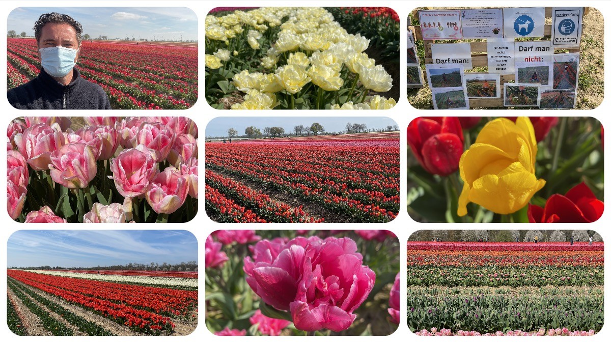 Tulpenfeld Grevenbroich 2021 - Ausflugstipps trotz Corona Lockdown und Notbremse mit Maskenpflicht #VideoLeben
