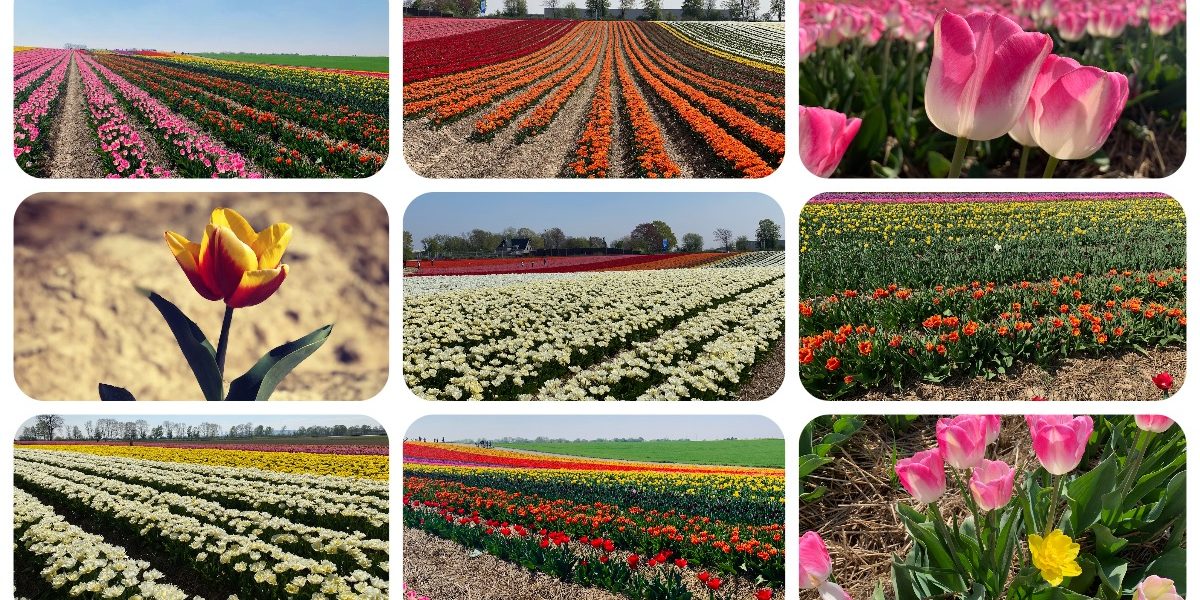 Tulpenmeer - Paulushof bei Grevenbroich - Tulpenfelder - Videoleben - Ausflugstipps trotz Corona