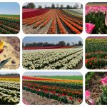 Tulpenmeer - Paulushof bei Grevenbroich - Tulpenfelder - Videoleben - Ausflugstipps trotz Corona
