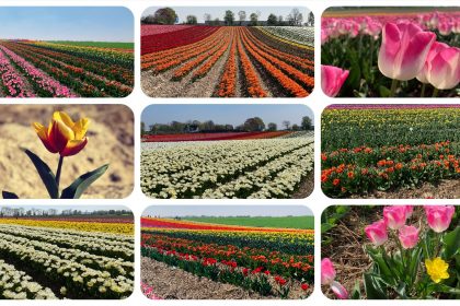 Tulpenmeer - Paulushof bei Grevenbroich - Tulpenfelder - Videoleben - Ausflugstipps trotz Corona