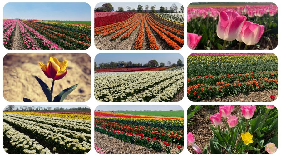 Tulpenmeer - Paulushof bei Grevenbroich - Tulpenfelder - Videoleben - Ausflugstipps trotz Corona