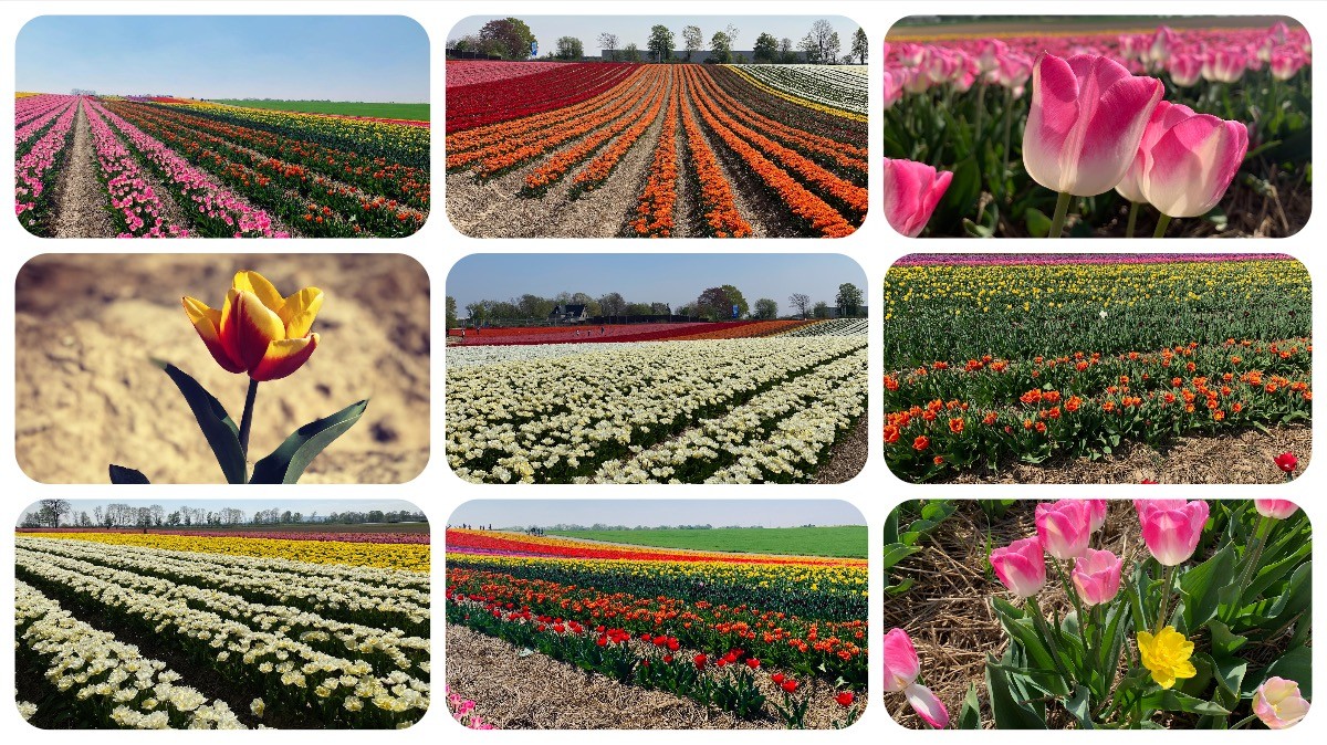 Tulpenmeer - Paulushof bei Grevenbroich - Tulpenfelder - Videoleben - Ausflugstipps trotz Corona