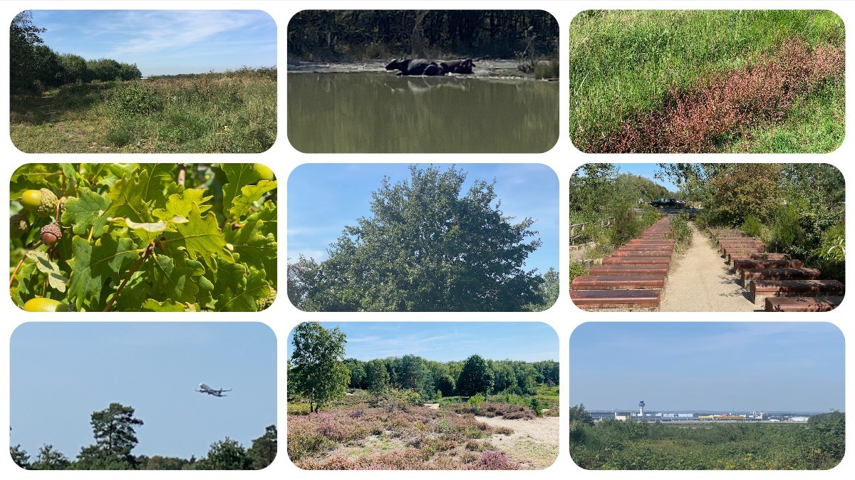 Wahner Heide vor den Toren von Köln und Bonn rund um den Köln-Bonner Flughafen - Ausflugstipp trotz Corona - #Videoleben