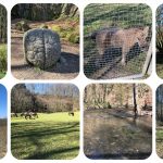 Wildgehege Neandertal - eiszeitliches Wildgehege - VideoLeben - Ausflugstipps bei Corona