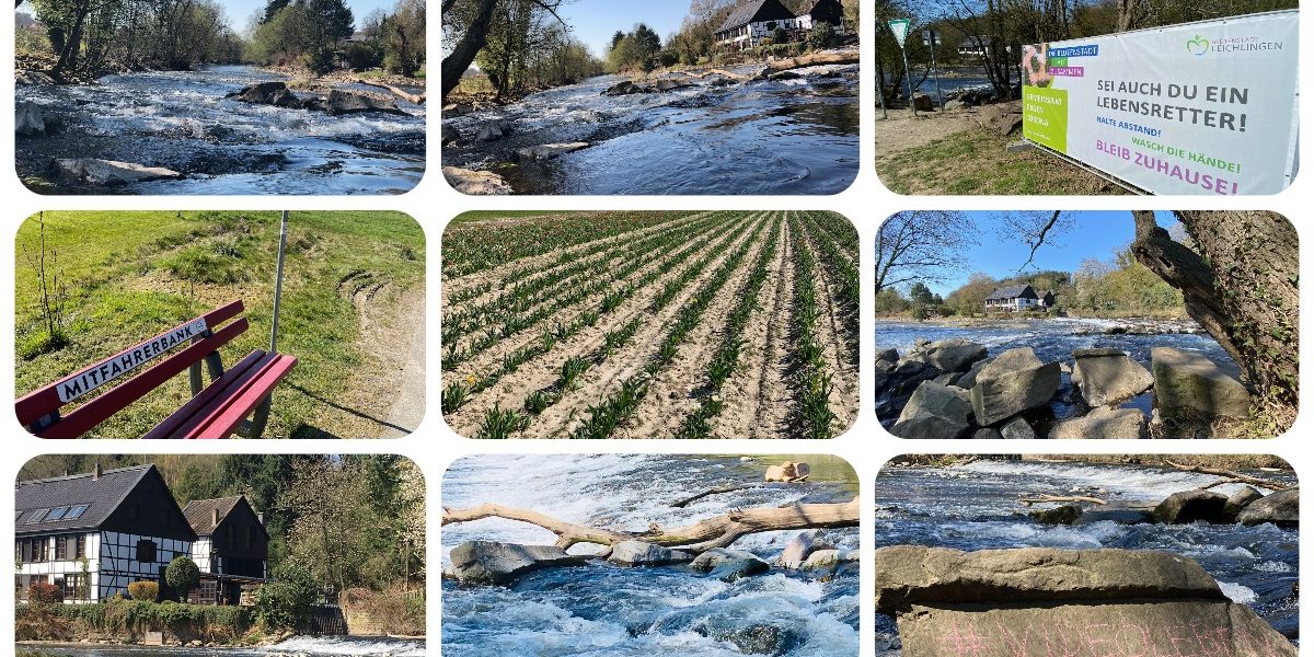 Wipperkotten an der Wupper - Leichlingen Leysiefen und Tulpen selbst scheiden in Leichlingen - Videoleben - Ausflugstipps bei Corona