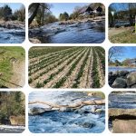 Wipperkotten an der Wupper - Leichlingen Leysiefen und Tulpen selbst scheiden in Leichlingen - Videoleben - Ausflugstipps bei Corona
