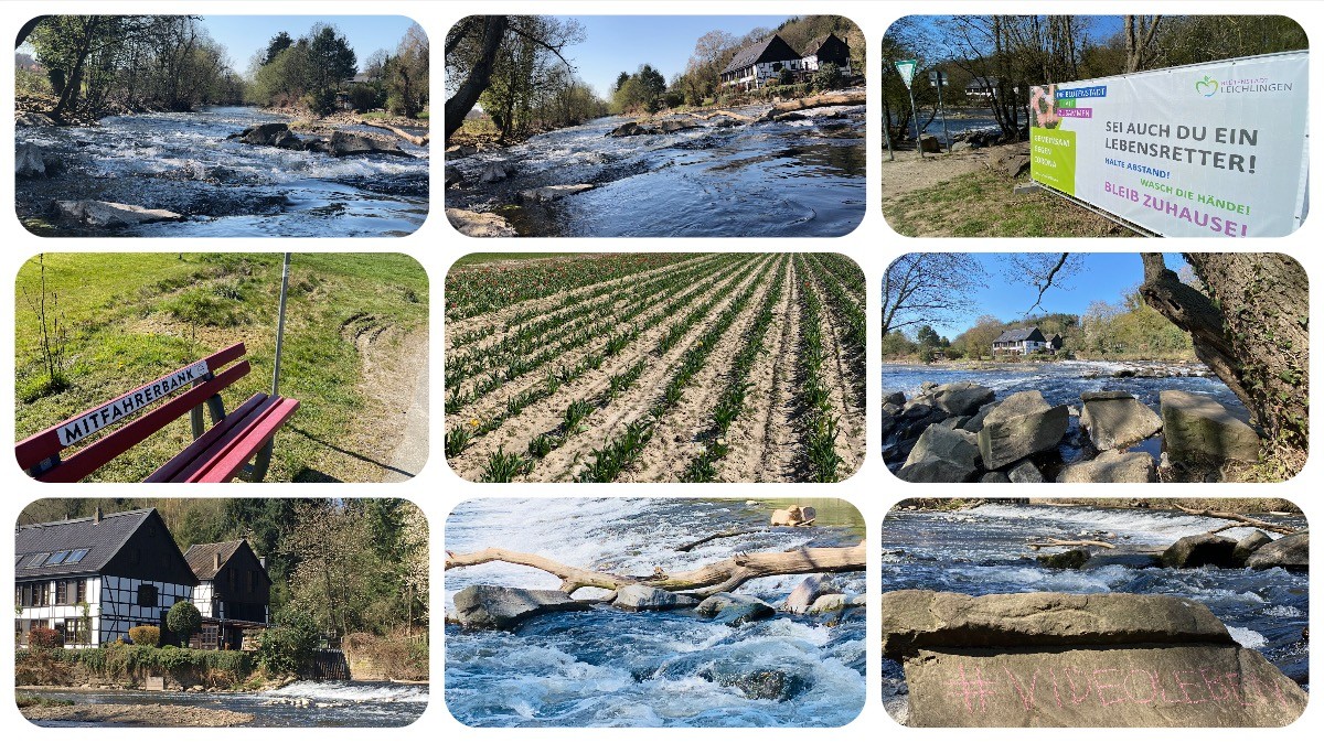 Wipperkotten an der Wupper - Leichlingen Leysiefen und Tulpen selbst scheiden in Leichlingen - Videoleben - Ausflugstipps bei Corona