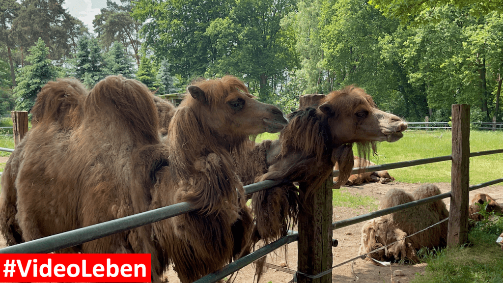 Natur- und Tierpark Brüggen - Abenteuerspielplatz - #VideoLeben
