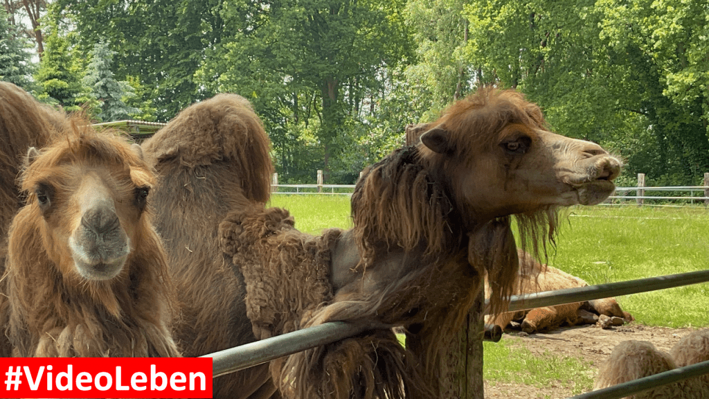 Natur- und Tierpark Brüggen - Abenteuerspielplatz - #VideoLeben