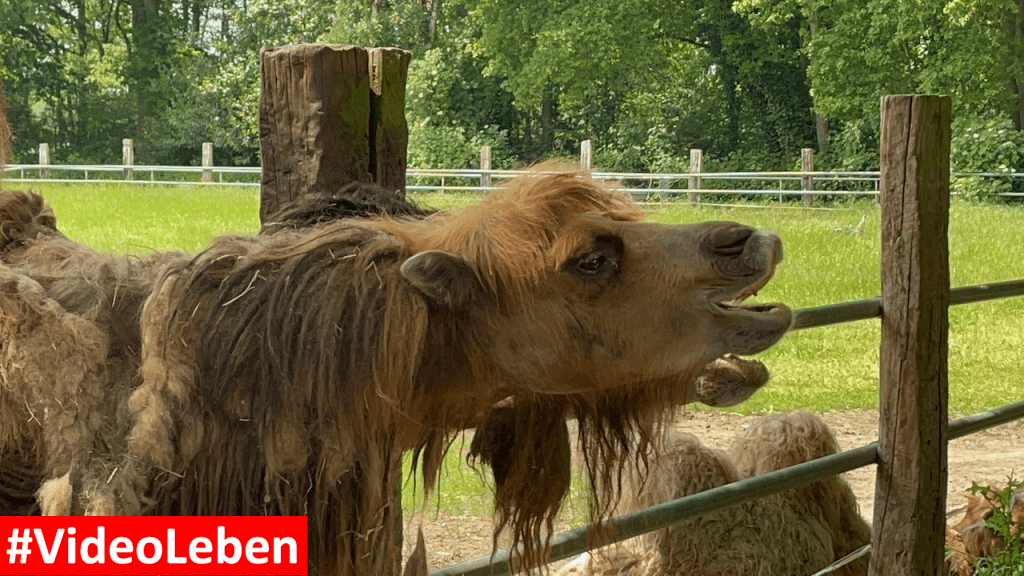 Natur- und Tierpark Brüggen - Abenteuerspielplatz - #VideoLeben