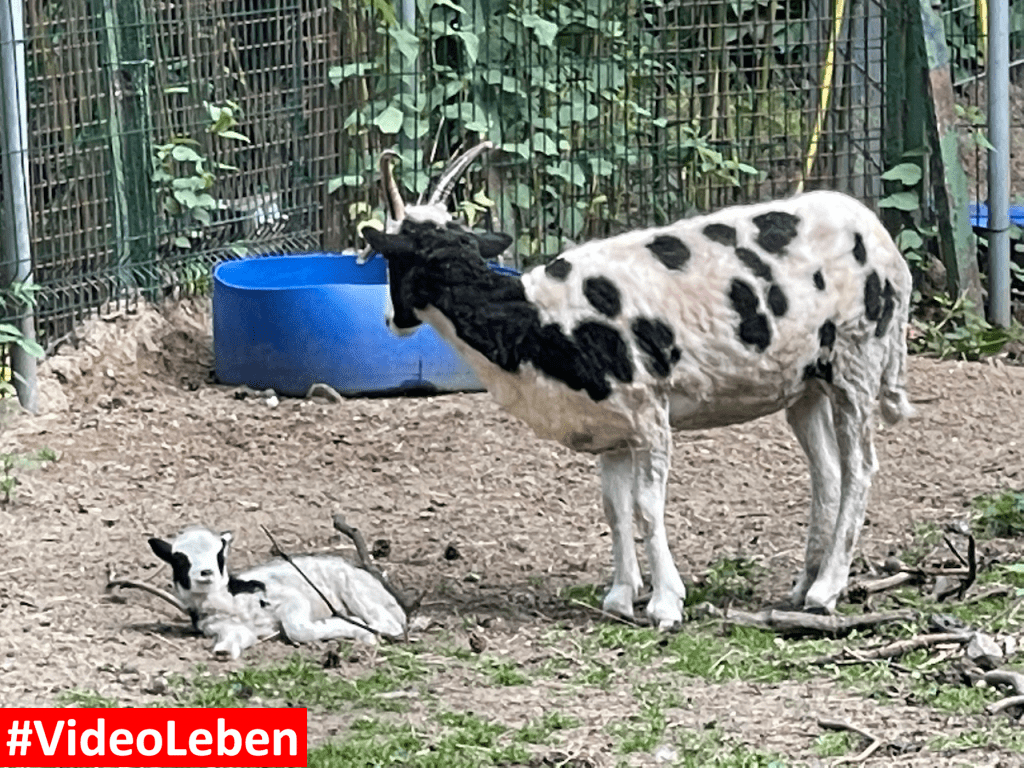 Natur- und Tierpark Brüggen - Abenteuerspielplatz - #VideoLeben