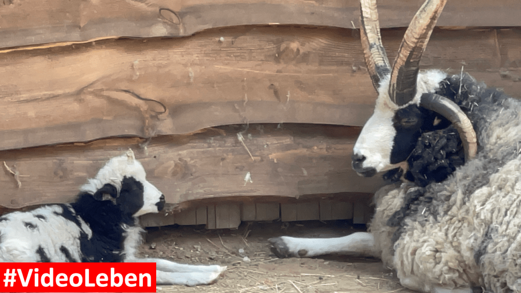 Natur- und Tierpark Brüggen - Abenteuerspielplatz - #VideoLeben