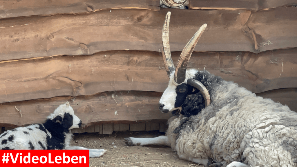 Natur- und Tierpark Brüggen - Abenteuerspielplatz - #VideoLeben
