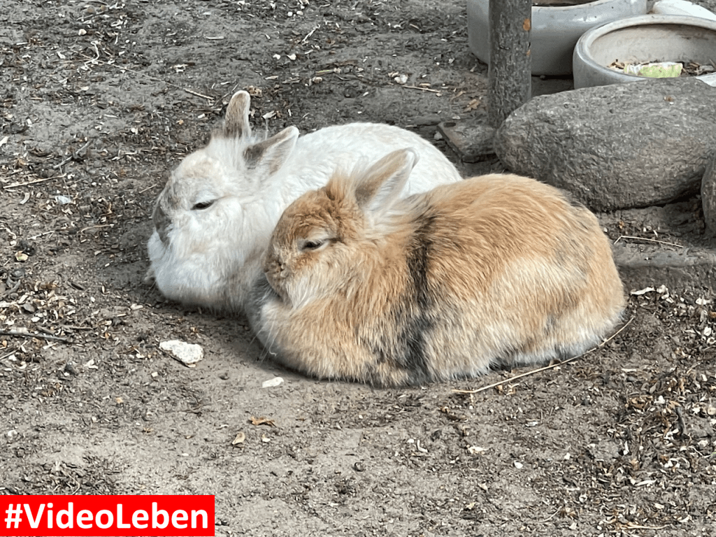 Natur- und Tierpark Brüggen - Abenteuerspielplatz - #VideoLeben