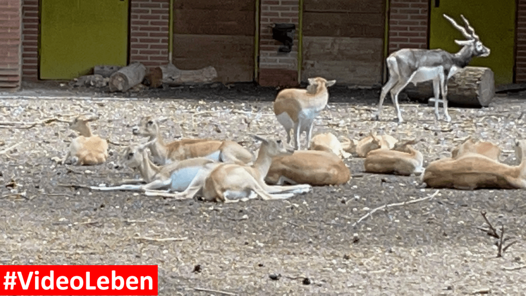 Natur- und Tierpark Brüggen - Abenteuerspielplatz - #VideoLeben