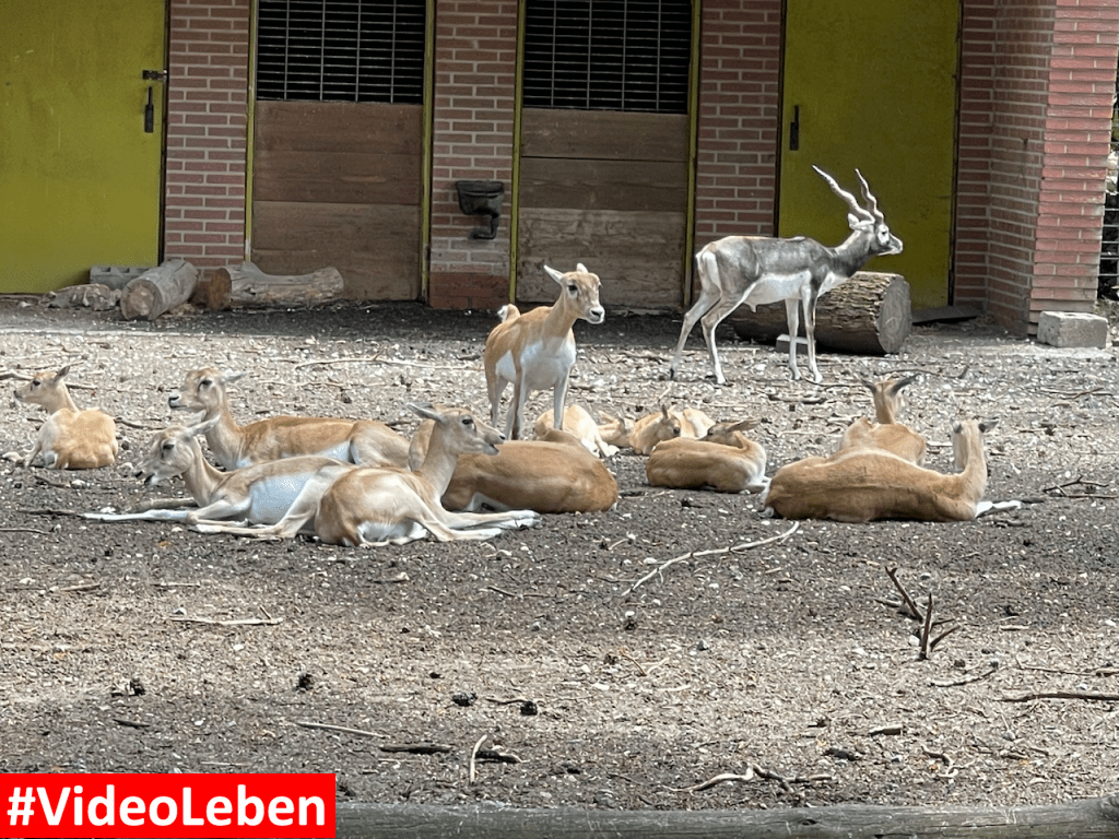 Natur- und Tierpark Brüggen - Abenteuerspielplatz - #VideoLeben