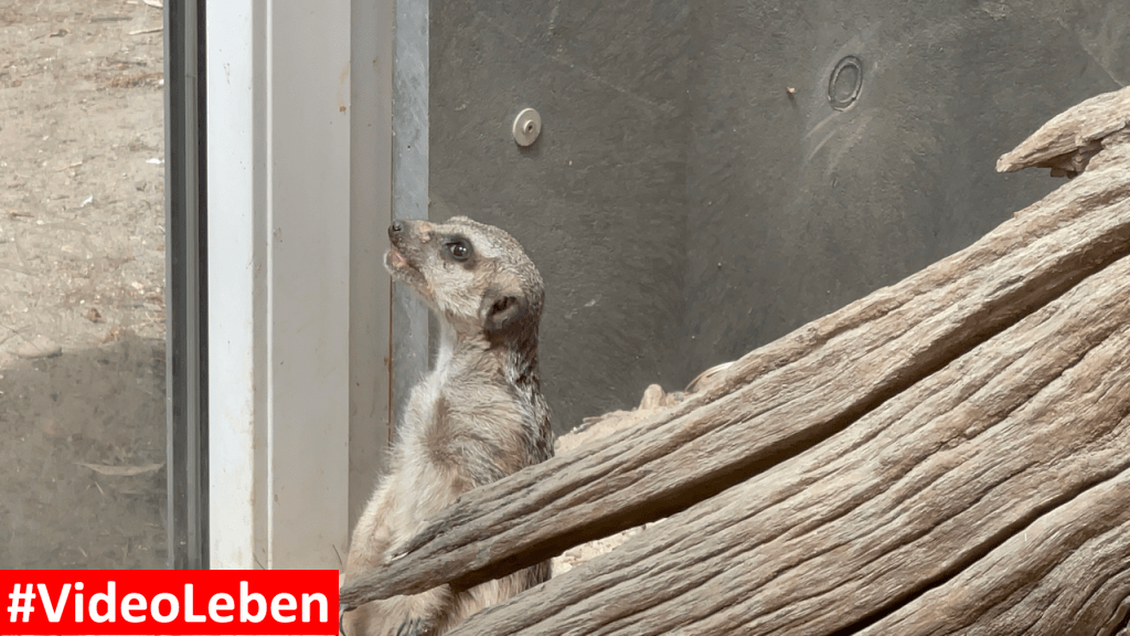 Natur- und Tierpark Brüggen - Abenteuerspielplatz - #VideoLeben