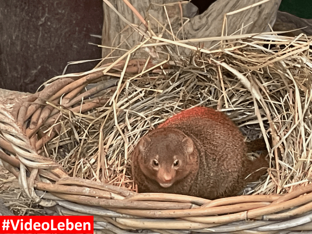 Natur- und Tierpark Brüggen - Abenteuerspielplatz - #VideoLeben