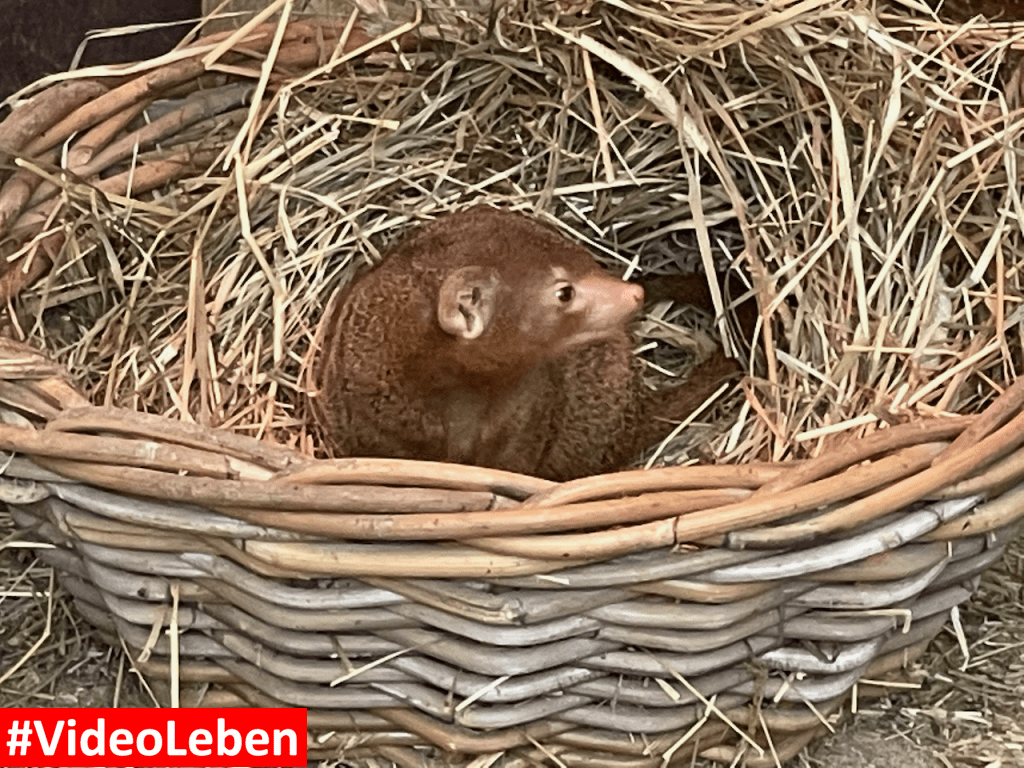 Natur- und Tierpark Brüggen - Abenteuerspielplatz - #VideoLeben