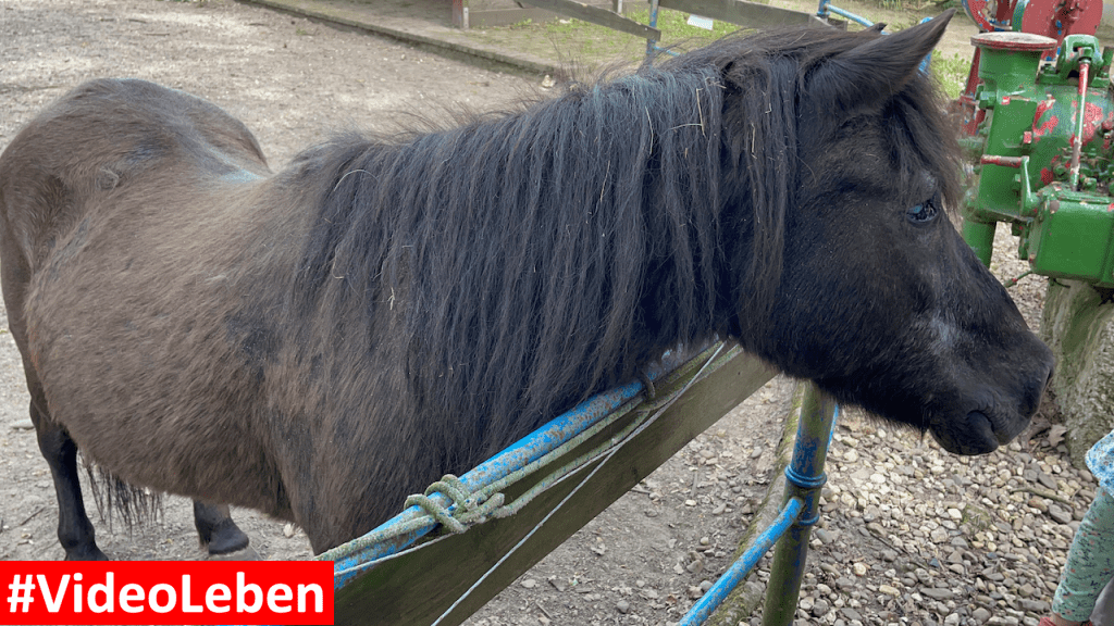 Natur- und Tierpark Brüggen - Abenteuerspielplatz - #VideoLeben