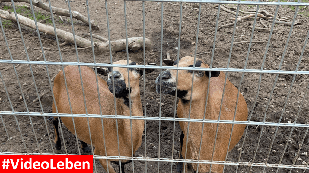 Natur- und Tierpark Brüggen - Abenteuerspielplatz - #VideoLeben