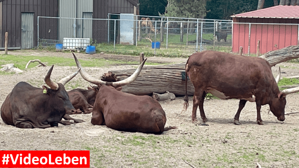 Natur- und Tierpark Brüggen - Abenteuerspielplatz - #VideoLeben