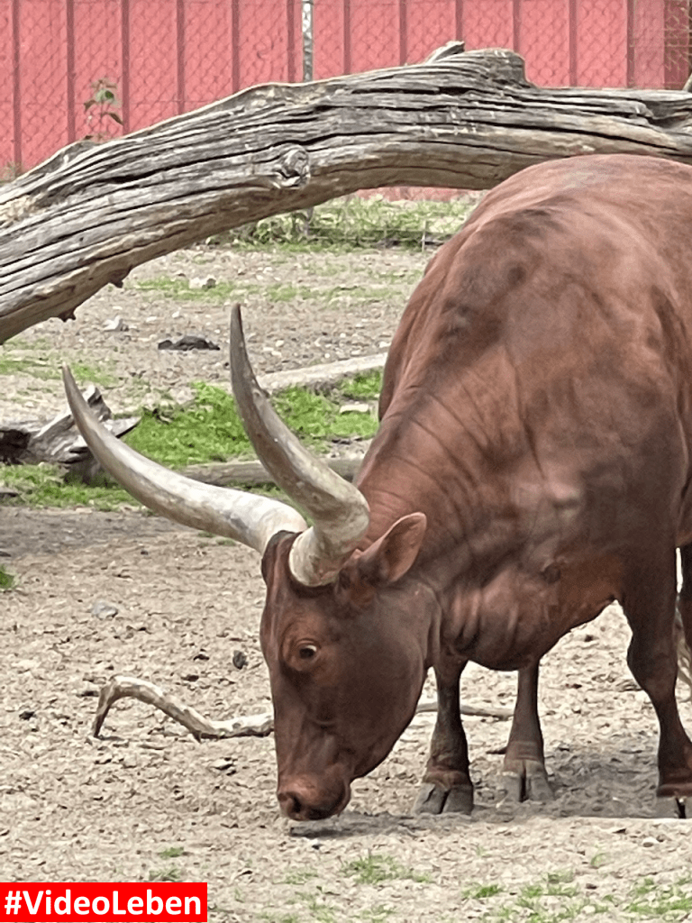 Natur- und Tierpark Brüggen - Abenteuerspielplatz - #VideoLeben