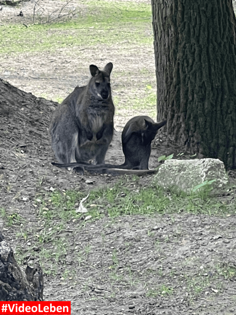Natur- und Tierpark Brüggen - Abenteuerspielplatz - #VideoLeben