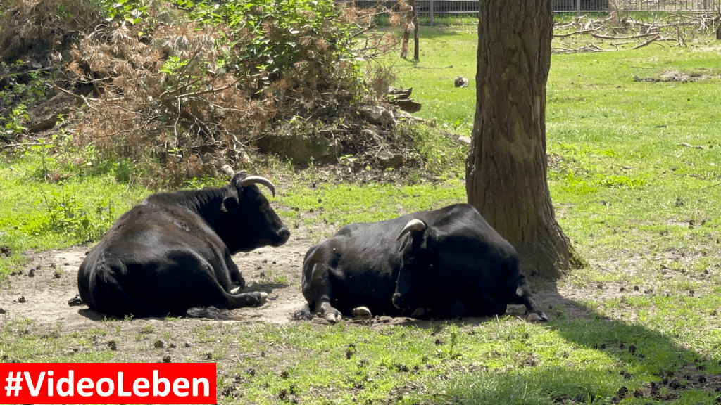 Natur- und Tierpark Brüggen - Abenteuerspielplatz - #VideoLeben