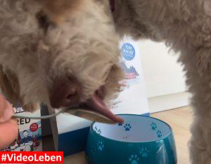 Löffel ablecken Fred Felia - Tim Raue - Limited Edition - videoleben von familyeller