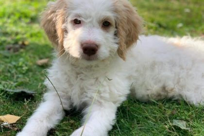 Alles für den Hund - Videoleben von familyeller - wir testen Produkte