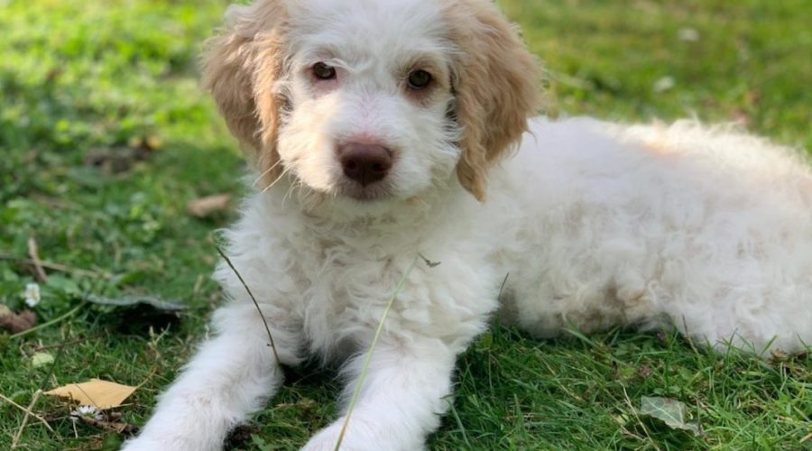 Alles für den Hund - Videoleben von familyeller - wir testen Produkte