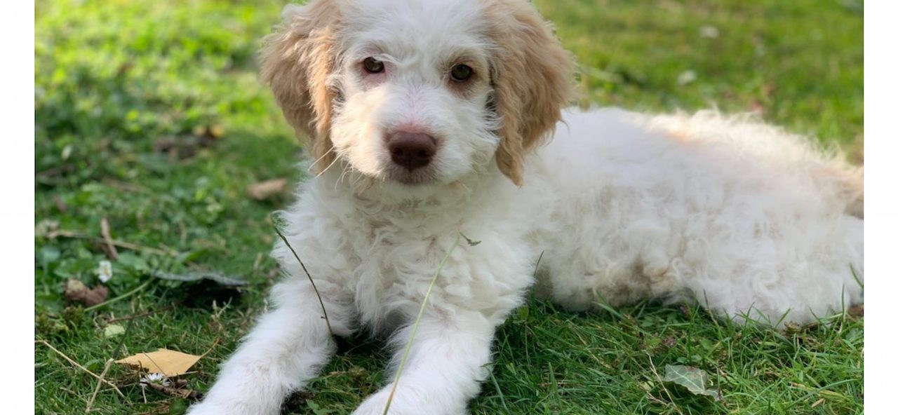 Alles für den Hund - Videoleben von familyeller - wir testen Produkte