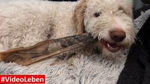 Kamelhaut - Naturkauartikel - getestet durch videoleben von familyeller