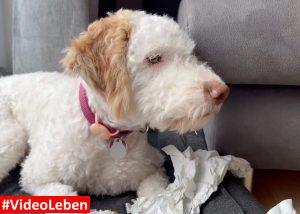 Luna ist fertig - dogiaction - Auspackpakete fü Hunde getestet von videoleben von familyeller