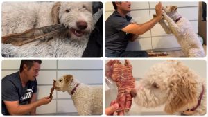 Natur-Kauartikel - getestet durch videoleben von familyeller