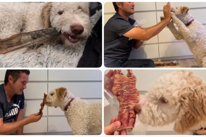 Natur-Kauartikel - getestet durch videoleben von familyeller