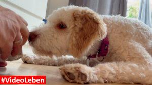 erwartungsvoll - dogiaction - Auspackpakete fü Hunde getestet von videoleben von familyeller