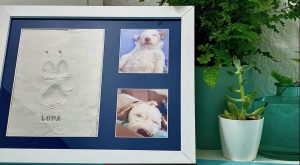 fertige Erinnerung - Pfotenabdruck Set von Amari - Amarigeschenke - gestetet von videoleben von familyeller