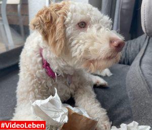 kommt noch mehr - dogiaction - Auspackpakete fü Hunde getestet von videoleben von familyeller