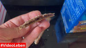 leckere Füllung brandnooz Produkttest - Pop-Tarts von Kellogg´s - Produkttest von familyeller von videoleben