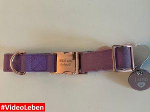 Halsband für Hunde - Edel und Schnell - getestet von Videoleben von Familyeller
