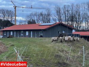 Schafe an den Ferienhäusern am Mühlenweiher - Videoleben von familyeller